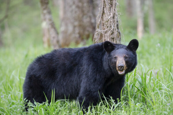 Black bear walking in lush green forest