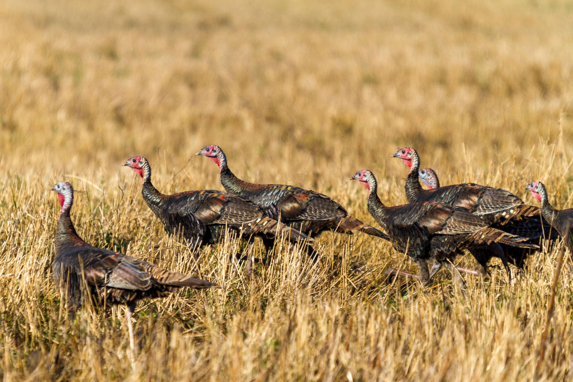 Wild turkeys walking through a grassy field.