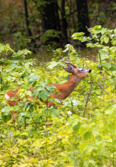 Deer foraging in dense green forest